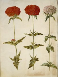 Silene chalcedonica (brændende kærlighed) af Hans Simon Holtzbecker