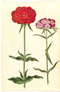 Silene chalcedonica (brændende kærlighed); Dianthus barbatus (studenter-nellike) af Hans Simon Holtzbecker