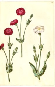 Silene coronaria (krone søpindsvin) af Hans Simon Holtzbecker