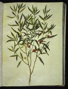 Solanum pseudocapsicum (Jerusalem-koraltræ)