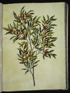 Solanum pseudocapsicum (Jerusalem-koralbjørn) af Hans Simon Holtzbecker