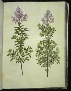 Syringa ×laciniata (fliget syre) af Hans Simon Holtzbecker