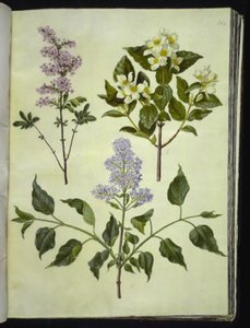 Syringa ×persica (persisk syren); Philadelphus coronarius (vellugtende pibeved); Syringa vulgaris (almindelig syren) af Hans Simon Holtzbecker