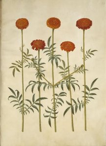 Tagetes patula (udspærret fløjlsblomst) af Hans Simon Holtzbecker