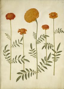 Tagetes patula (udspærret fløjlsblomst); Tagetes erecta (opret fløjlsblomst) af Hans Simon Holtzbecker