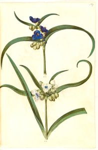 Tradescantia virginiana eller Tradescantia ohiensis (?) (blomsterjøde) af Hans Simon Holtzbecker