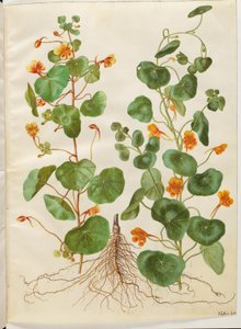 Tropaeolum minus (lille blomsterkarse) af Hans Simon Holtzbecker