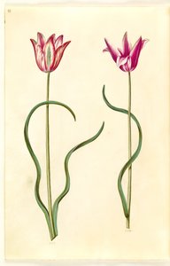 Tulipa clusiana (clusius-tulipan) af Hans Simon Holtzbecker