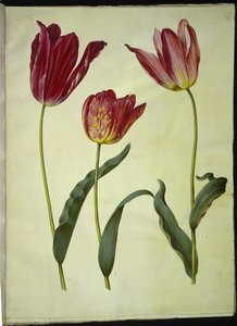 Tulipa gesneriana (har-tulipan) af Hans Simon Holtzbecker