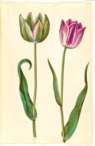 Tulipa gesneriana (har-tulipan)