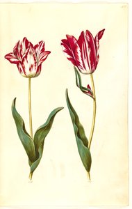 Tulipa gesneriana (har-tulipan) af Hans Simon Holtzbecker