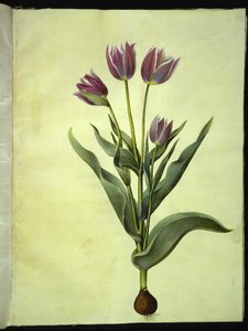 Tulipa gesneriana (har-tulipan) af Hans Simon Holtzbecker