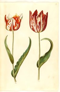Tulipa gesneriana (har-tulipan) af Hans Simon Holtzbecker