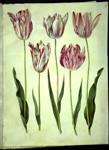 Tulipa gesneriana (har-tulipan) af Hans Simon Holtzbecker