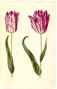 Tulipa gesneriana (har-tulipan) af Hans Simon Holtzbecker