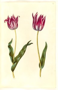 Tulipa gesneriana (har-tulipan) af Hans Simon Holtzbecker
