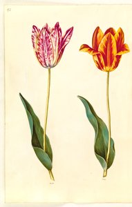 Tulipa gesneriana (har-tulipan) af Hans Simon Holtzbecker