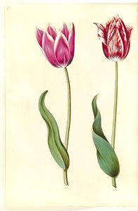 Tulipa gesneriana (har-tulipan) af Hans Simon Holtzbecker