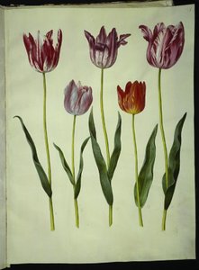 Tulipa gesneriana (har-tulipan) af Hans Simon Holtzbecker