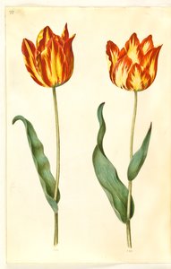 Tulipa gesneriana (har-tulipan) af Hans Simon Holtzbecker
