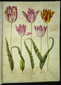 Tulipa gesneriana (har-tulipan) af Hans Simon Holtzbecker
