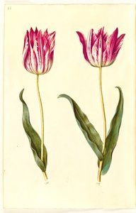 Tulipa gesneriana (har-tulipan) af Hans Simon Holtzbecker
