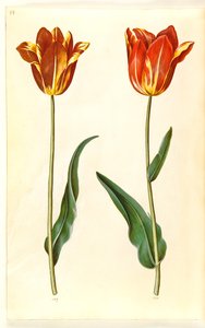 Tulipa gesneriana (har-tulipan) af Hans Simon Holtzbecker
