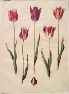 Tulipa gesneriana (har-tulipan) af Hans Simon Holtzbecker