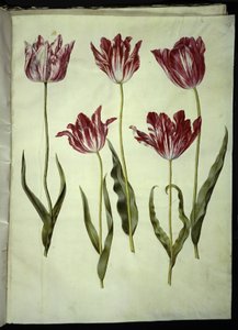 Tulipa gesneriana (har-tulipan) af Hans Simon Holtzbecker