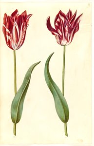 Tulipa gesneriana (har-tulipan) af Hans Simon Holtzbecker