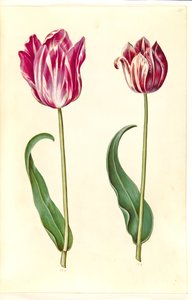 Tulipa gesneriana (har-tulipan) af Hans Simon Holtzbecker