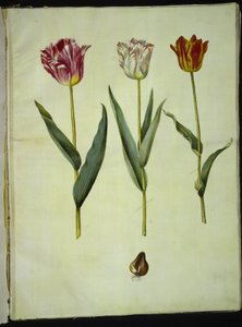 Tulipa gesneriana (har-tulipan) af Hans Simon Holtzbecker