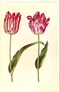 Tulipa gesneriana (har-tulipan) af Hans Simon Holtzbecker