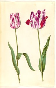 Tulipa gesneriana (har-tulipan) af Hans Simon Holtzbecker