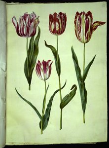 Tulipa gesneriana (har-tulipan) af Hans Simon Holtzbecker