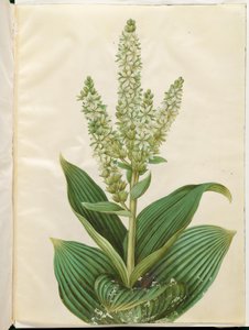 Veratrum album (hvid foldblad) af Hans Simon Holtzbecker