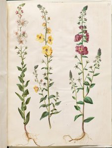 Verbascum blattaria (klase-kongelys); Fønicisk verbascum (lilla-kongelys) af Hans Simon Holtzbecker