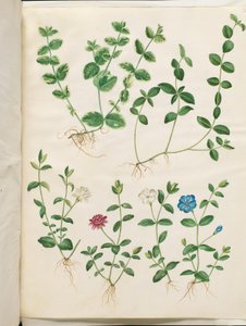 Vinca minor (liden singrøn) af Hans Simon Holtzbecker