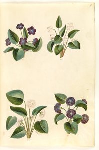 Viola odorata (marts-viol) af Hans Simon Holtzbecker