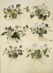 Viola odorata (marts-viol) af Hans Simon Holtzbecker