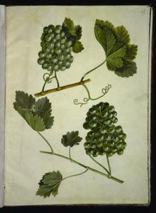 Vitis vinifera (almindelig vin) af Hans Simon Holtzbecker