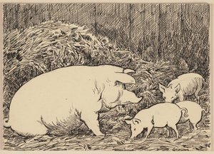 Tegning til lærebogen: Gris af Hans Thoma