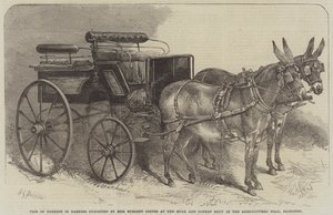 Æselpar i sele udstillet af Miss Burdett Coutts på Mule and Donkey Show i Agricultural Hall, Islington