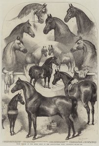 Præmieheste ved Horse Show i Agricultural Hall, Islington