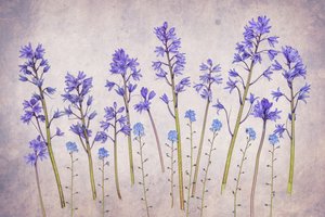 Vintage Bluebell Garden af Hardik Pandya