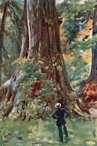 The Big Tree, Stanley Park, Vancouver af Harold Copping