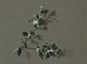 Ilex aquifolium L. Almindelig kristtorn, c1870-1920. af Harold Drinkwater