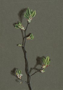 Ulmus glabra Huds Wych Elm, c1870-1920. af Harold Drinkwater