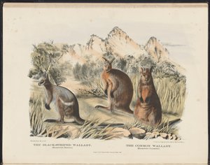 Mammals of Australia (Krefft) Nla.obj-33627803-13 The Black-striped Wallaby and the Common Wallaby af Harriet Morgan