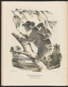 Mammals of Australia (Krefft) Nla.obj-33627803-7 The Native Bear af Harriet Morgan